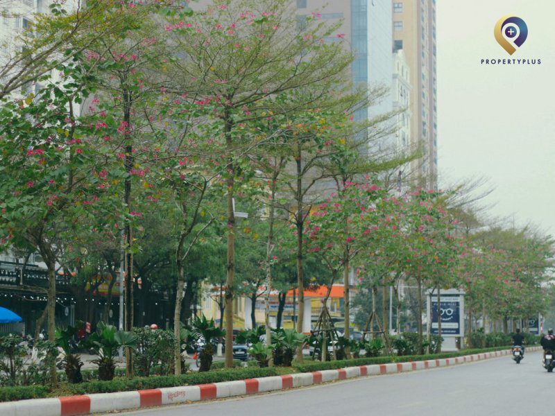 Dọc tuyến đường Đào Tấn được trồng nhiều cây xanh